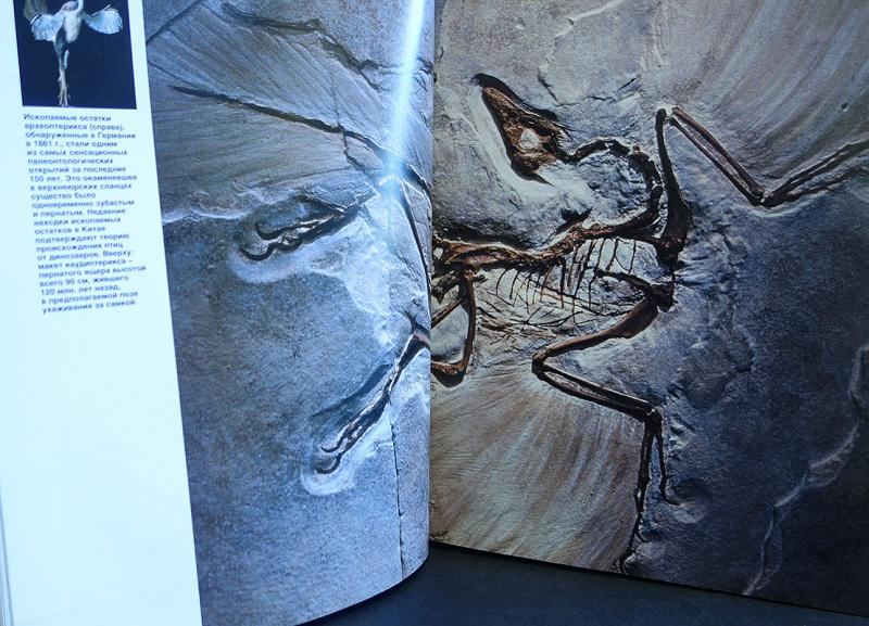 Нераскрытые тайны. Нераскрытые тайны природы. Нераскрытые исторические тайны человека. Художественные шедевры из коллекции «Ридерз дайджест». Нераскрытое дело динозавра.