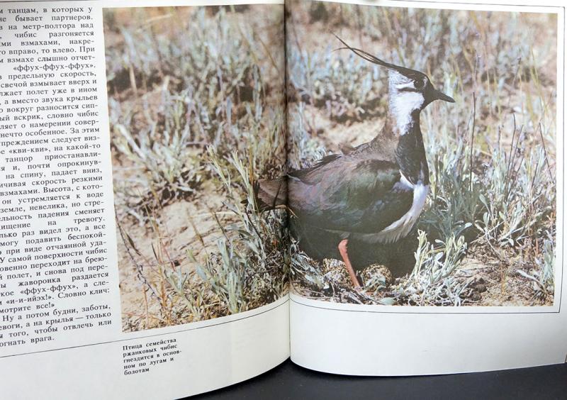 Семаго птицы. Птица 1983 год книга. Город серых птиц книга.